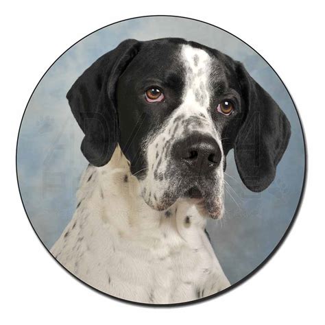 english pointer dog gifts